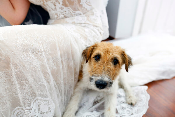 bring your dog to essex wedding venue