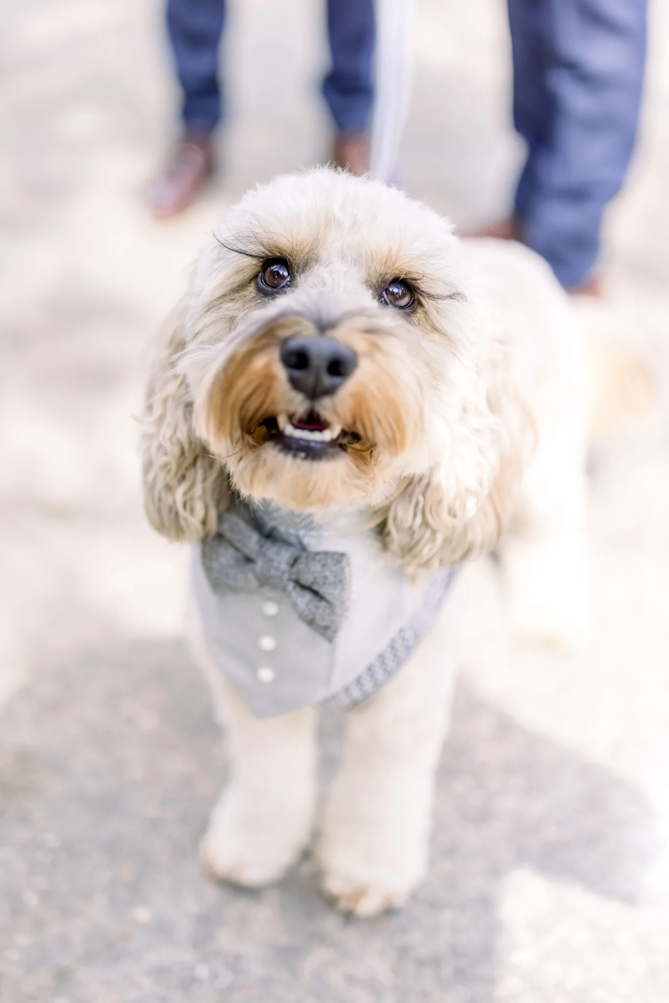 Pet - Friendly Wedding