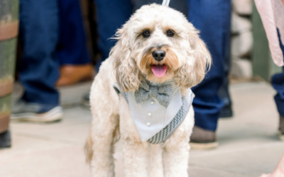 What Is A Pet-Friendly Wedding?