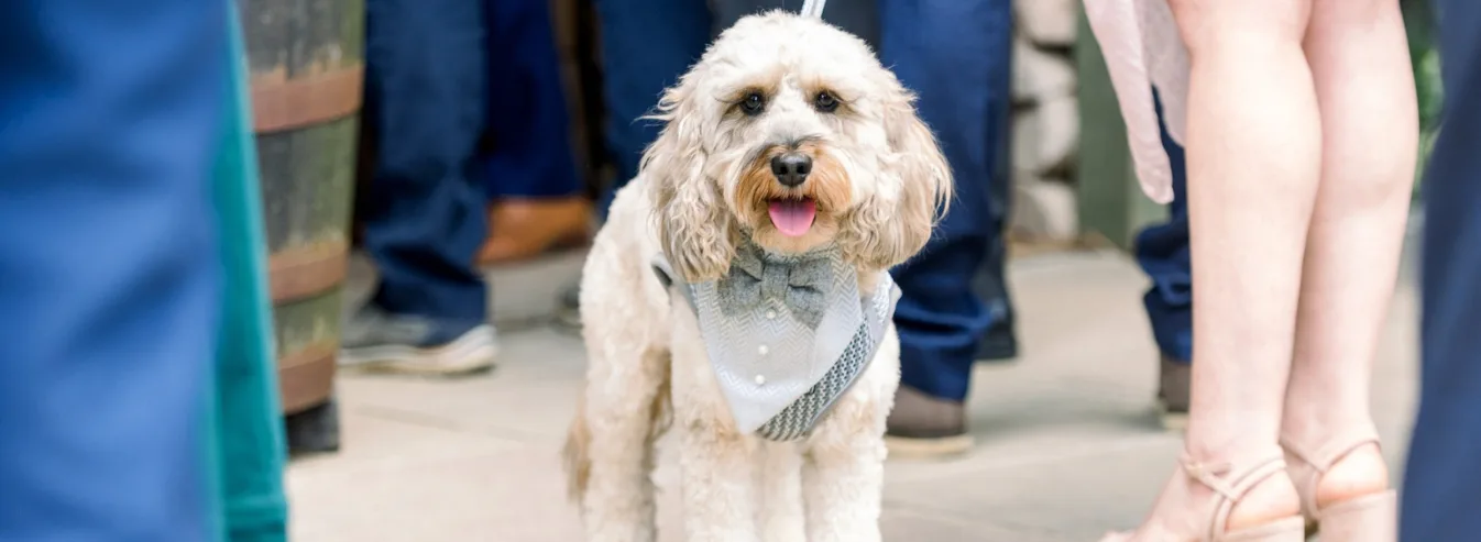 Pet friendly wedding in Essex